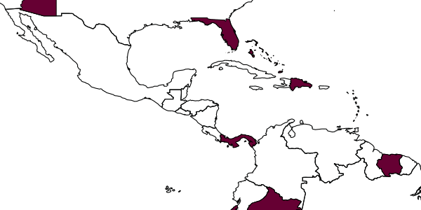 map of Aphelopus surinamensis     Olmi, 1984